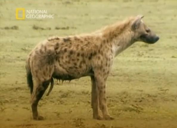 hiena fêmea