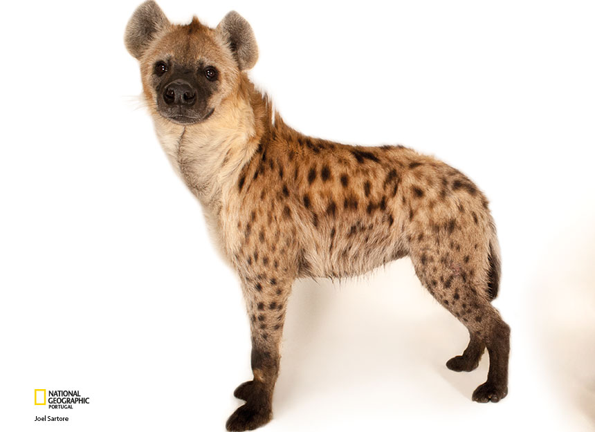 A Luta pela Vida: Por Que o Parto da Hiena Fêmea é Tão Perigoso?