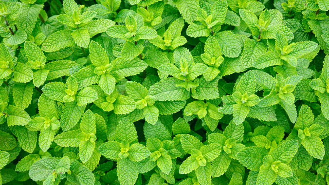 benefícios do chá de hortelã para diabéticos