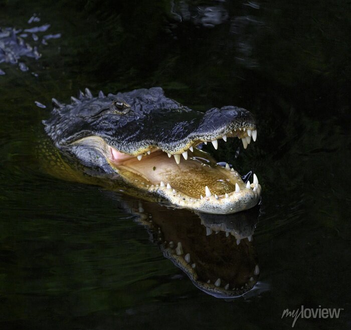 A Incrível Válvula Palatal: O Segredo da Sobrevivência Aquática dos Jacarés