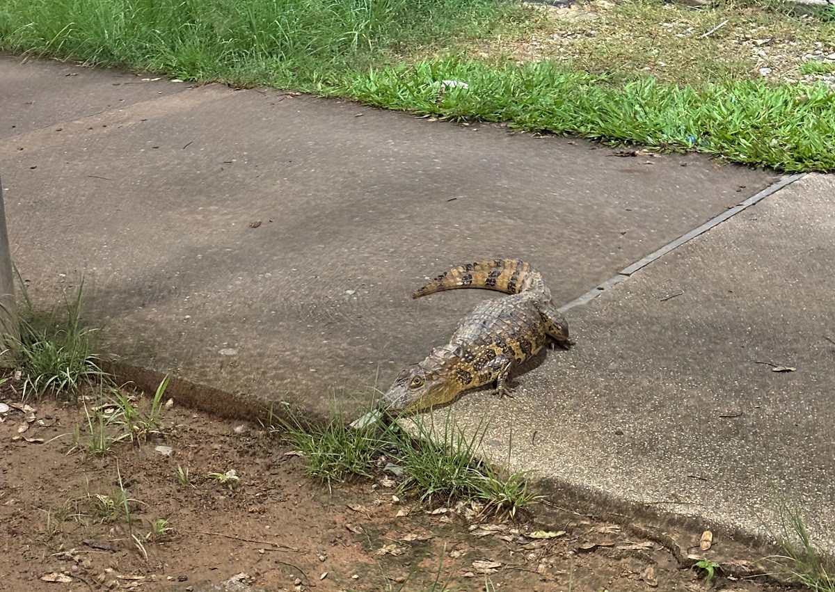 Termorregulação em Répteis: Como Jacarés Usam a Boca para Controlar a Temperatura
