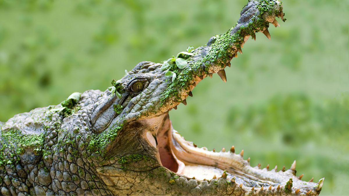 Jacarés e Crocodilos: Diferenças na Adaptação Aquática