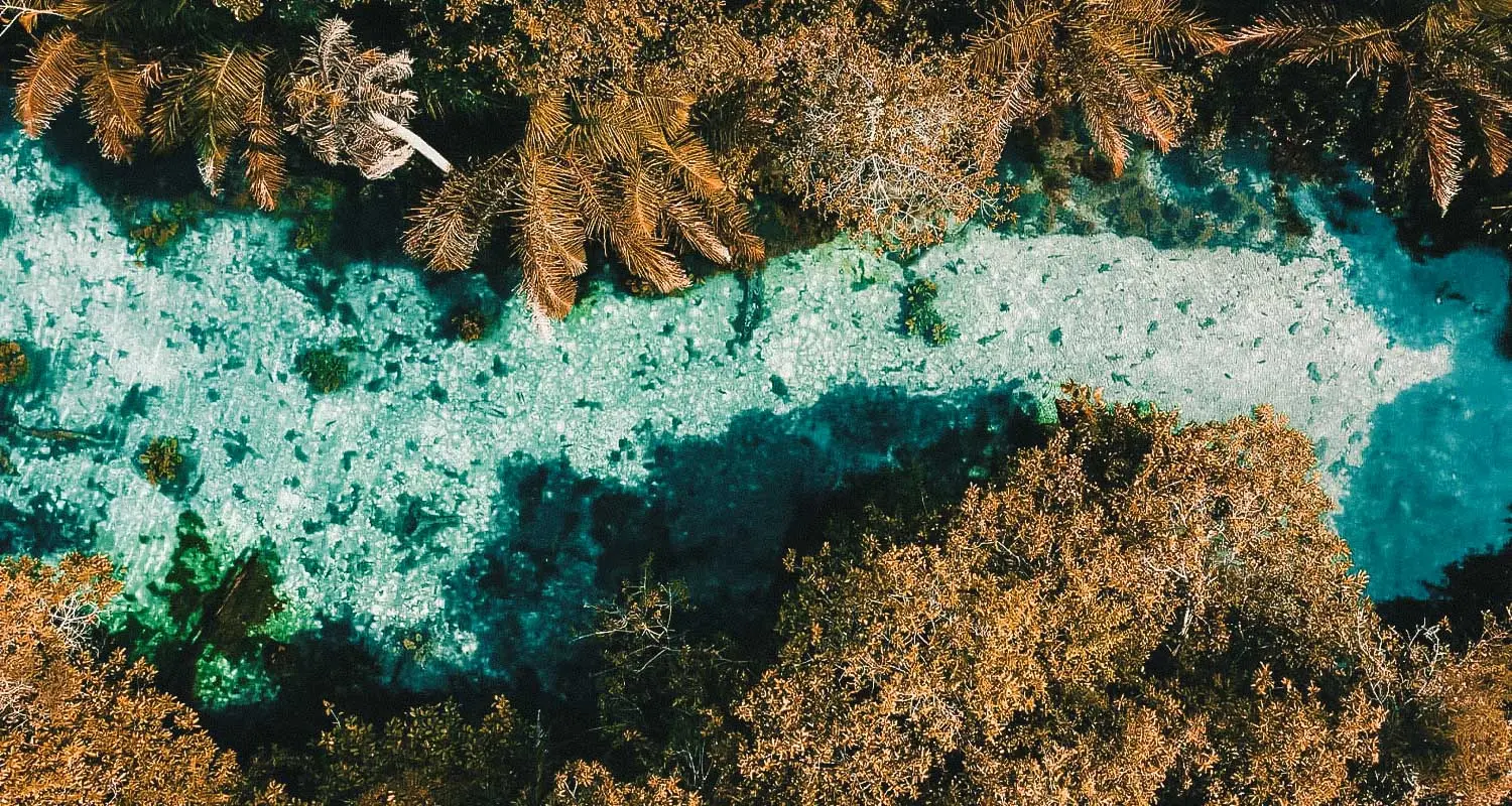 Comportamento Defensivo de Jacarés: Sinais e Significados da Boca Aberta