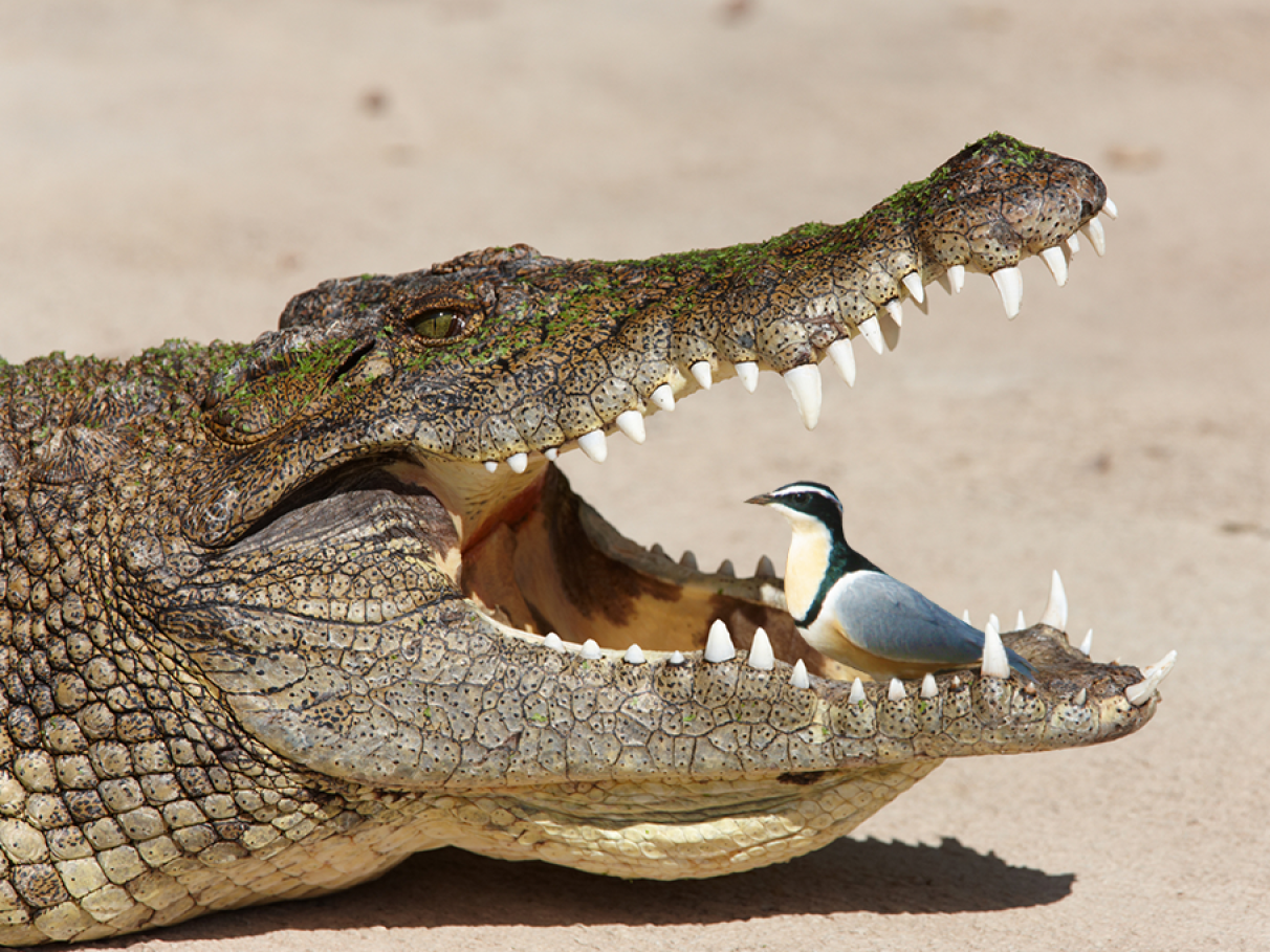 Termorregulação em Répteis: Como Jacarés Usam a Boca para Controlar a Temperatura