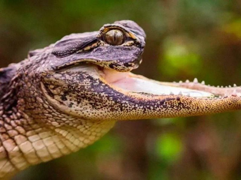 Quanto Tempo um Jacaré Consegue Prender a Respiração? Fatos Fascinantes