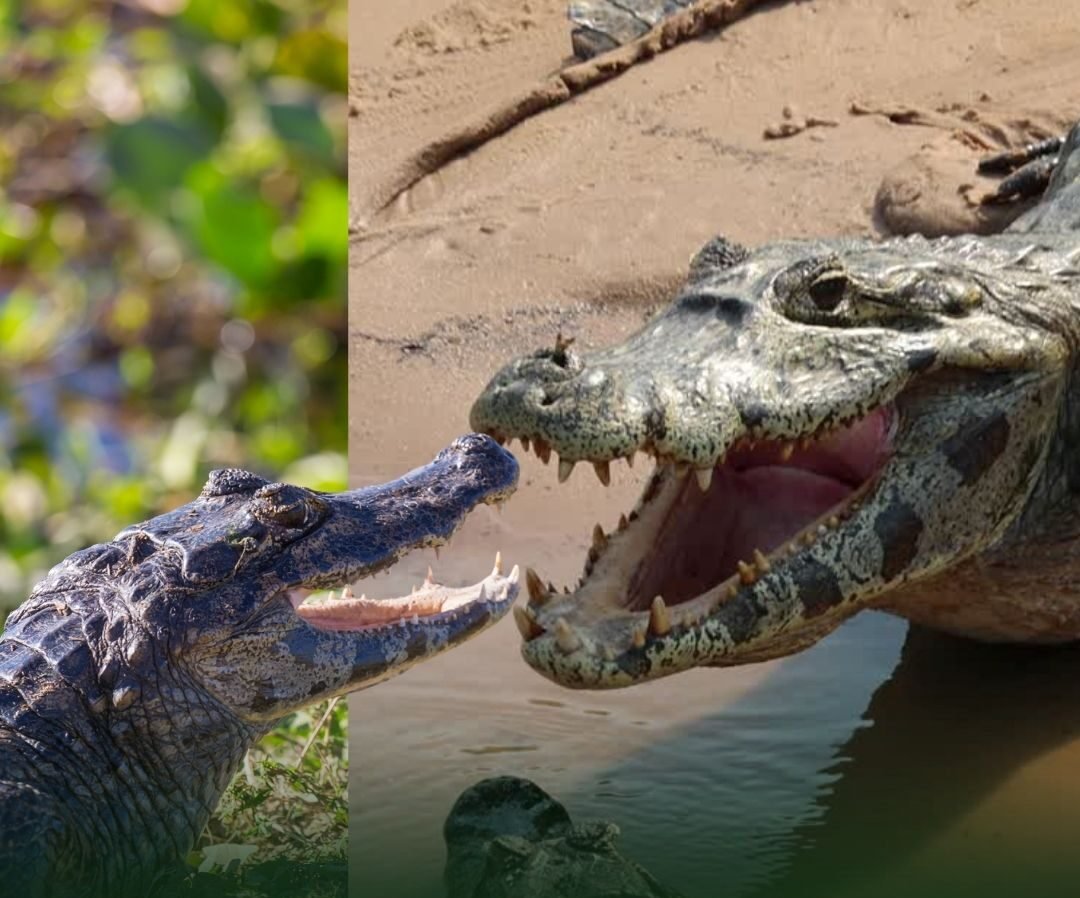 A Incrível Válvula Palatal: O Segredo da Sobrevivência Aquática dos Jacarés