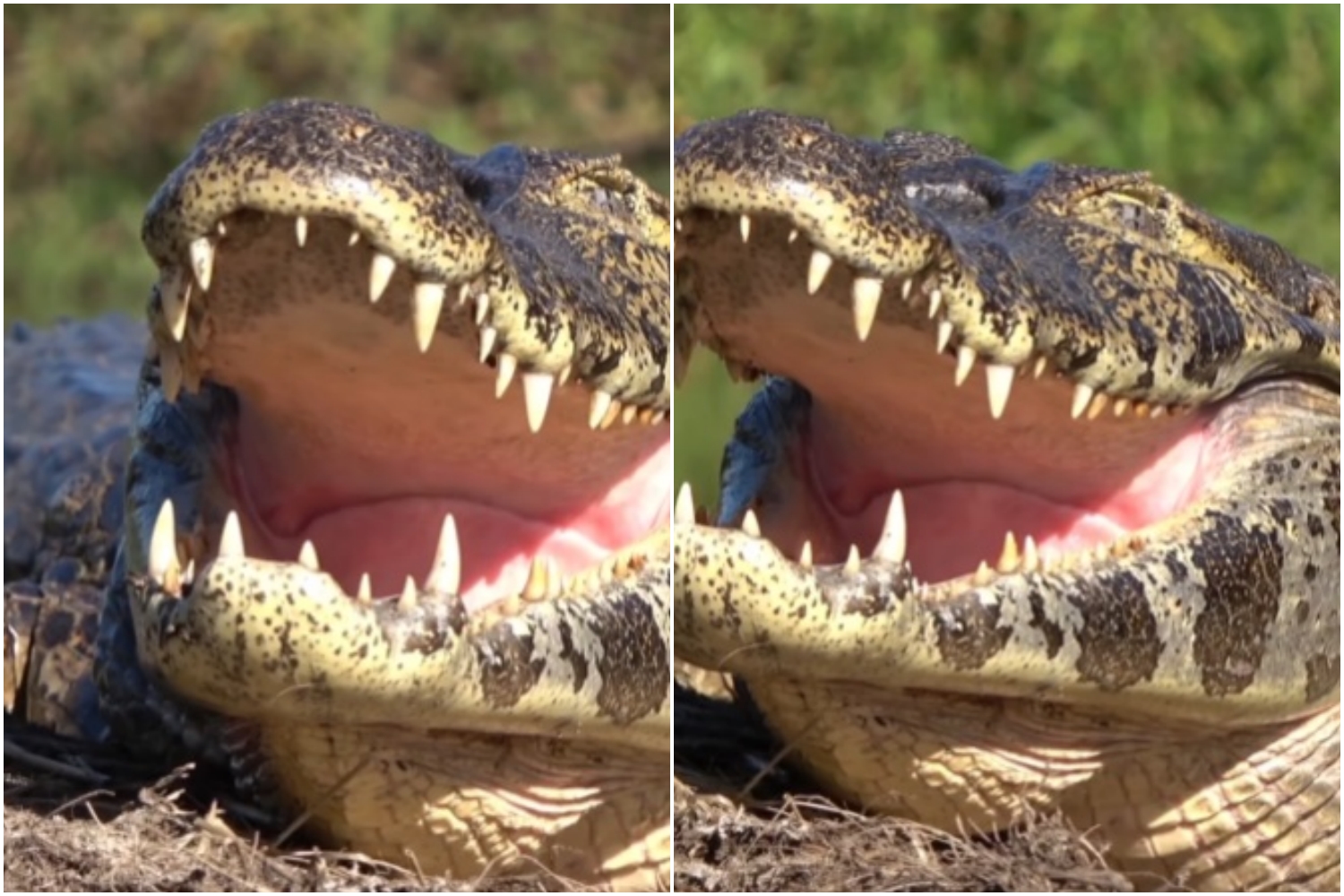 Termorregulação em Répteis: Como Jacarés Usam a Boca para Controlar a Temperatura