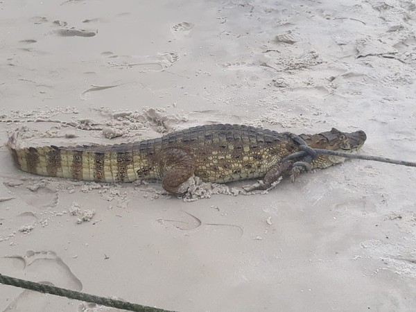 Jacarés e Crocodilos: Diferenças na Adaptação Aquática