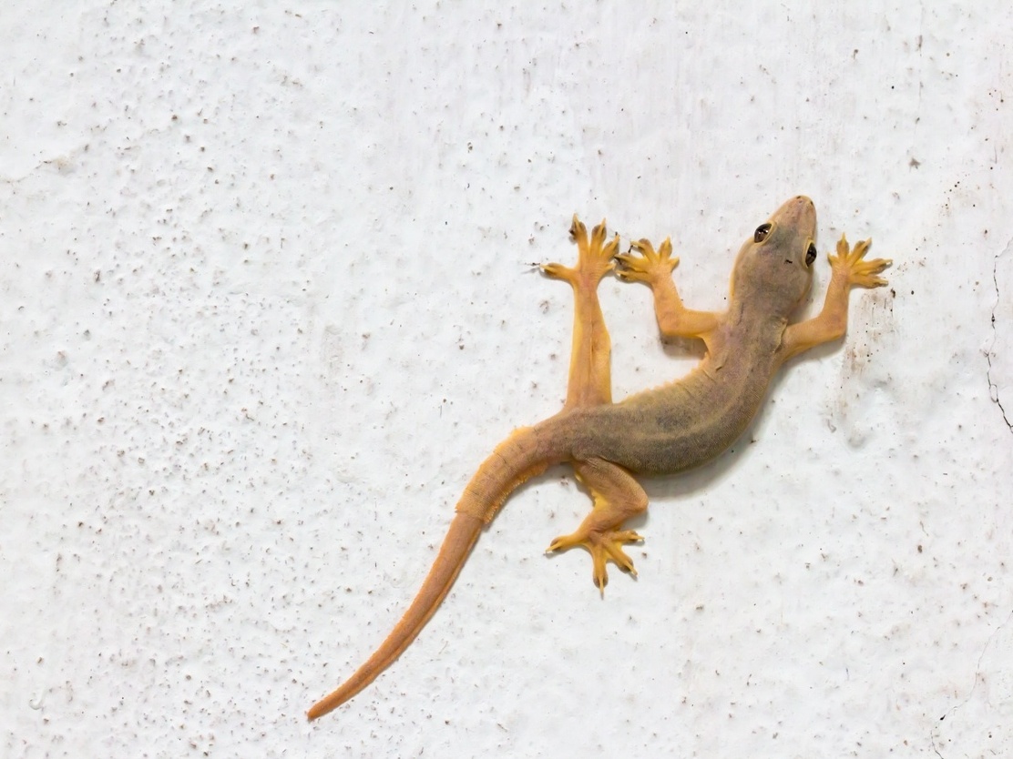 o que significa ver lagartixa em casa