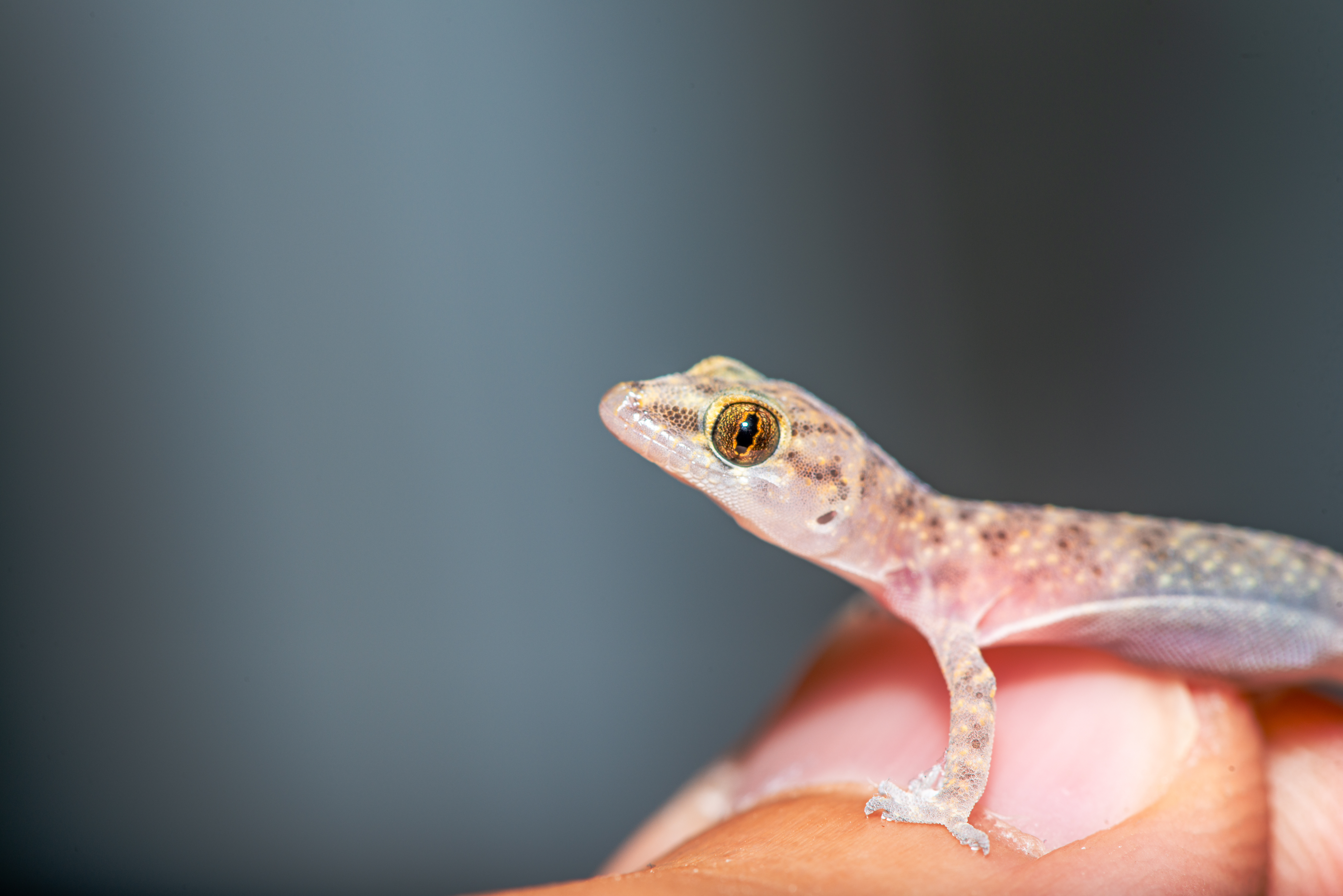 lagartixa dentro de casa é bom sinal