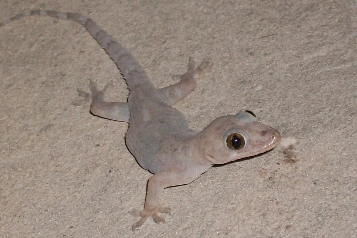 lagartixa em casa significado espiritual