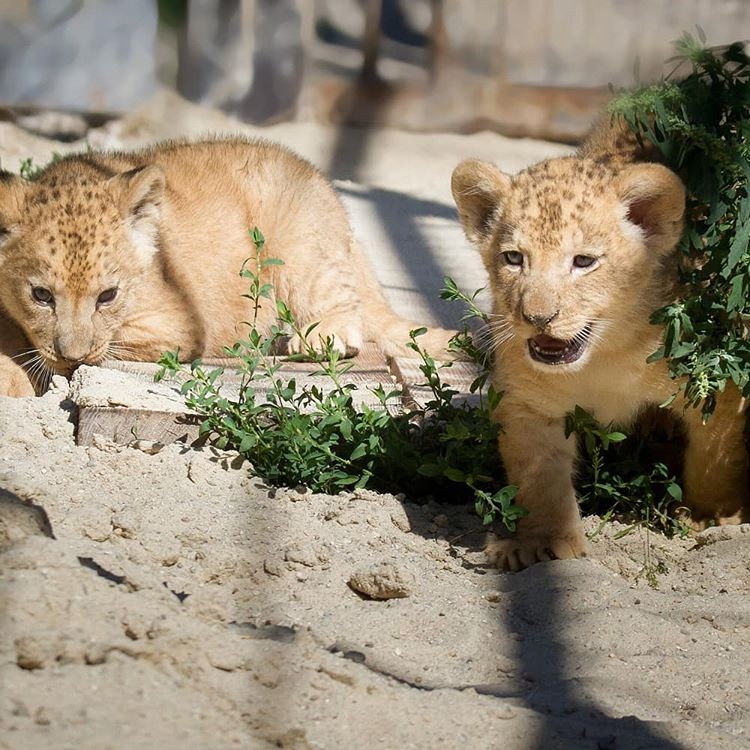 Esforços de Conservação do Leão-do-Atlas: Uma Esperança para o Futuro