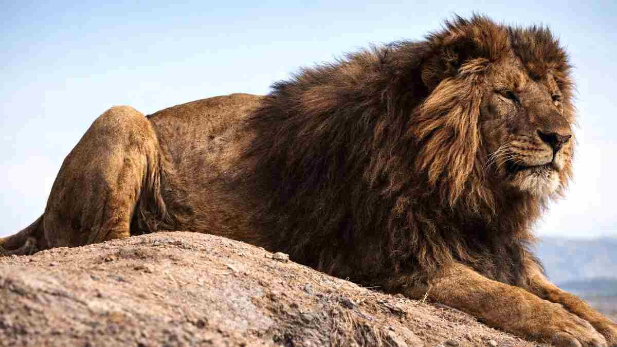 Leão-da-Barbária: Desvendando as Características do Maior Leão da História