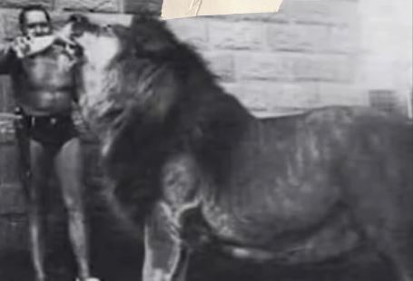 O Simbolismo do Leão-do-Atlas para Marrocos: Da Seleção de Futebol à Cultura