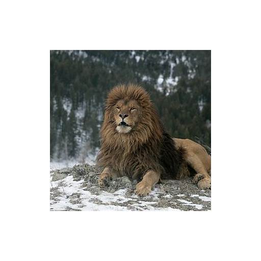 Esforços de Conservação do Leão-do-Atlas: Uma Esperança para o Futuro