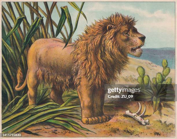 Leão-da-Barbária: Desvendando as Características do Maior Leão da História