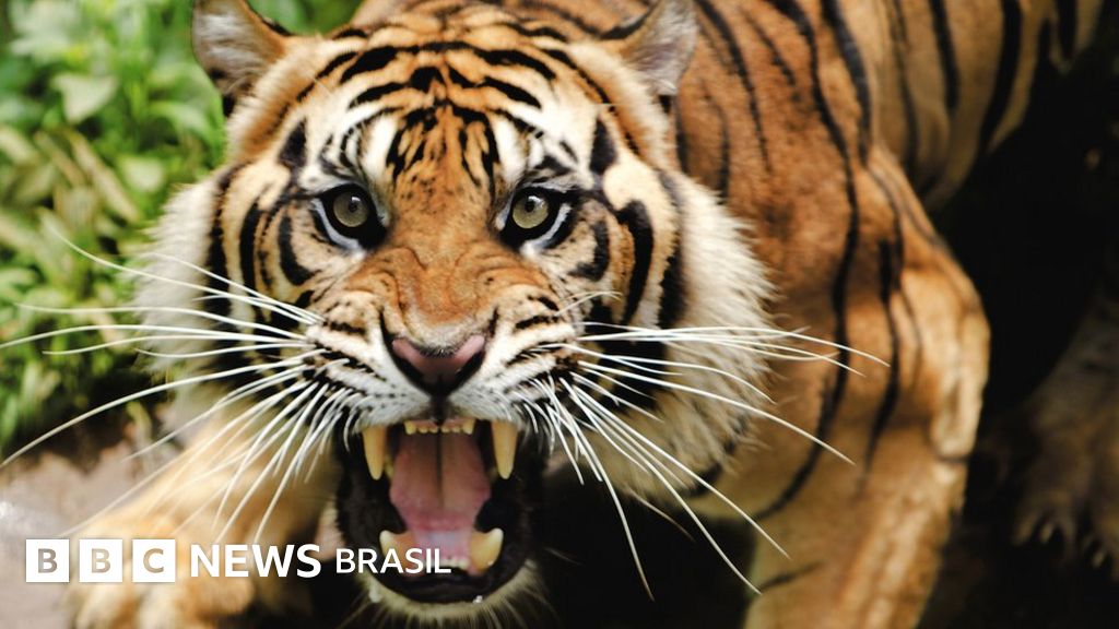língua de tigre arranca pele