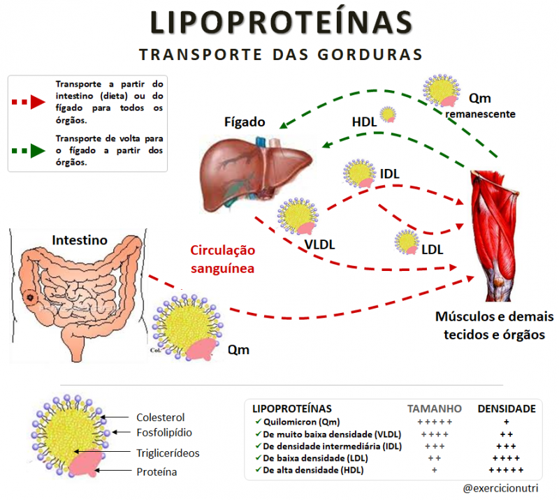 valores de referência lipoproteína a