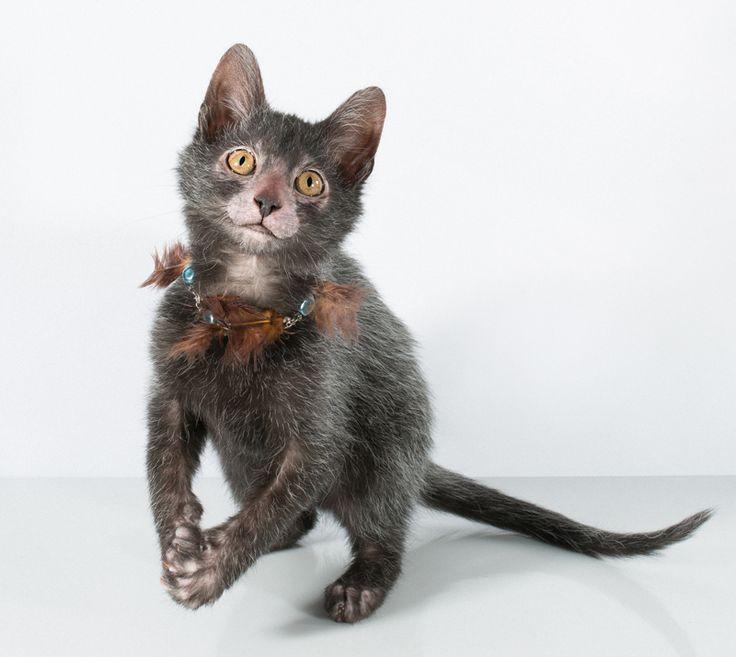 1. O Que é o Gato Lykoi? Conheça a Raça 