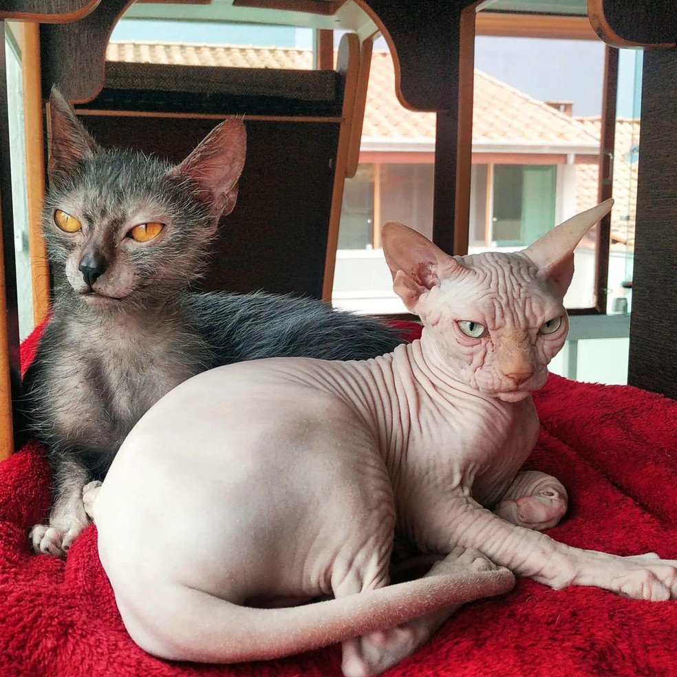 1. O Que é o Gato Lykoi? Conheça a Raça 