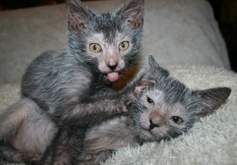 1. O Que é o Gato Lykoi? Conheça a Raça 