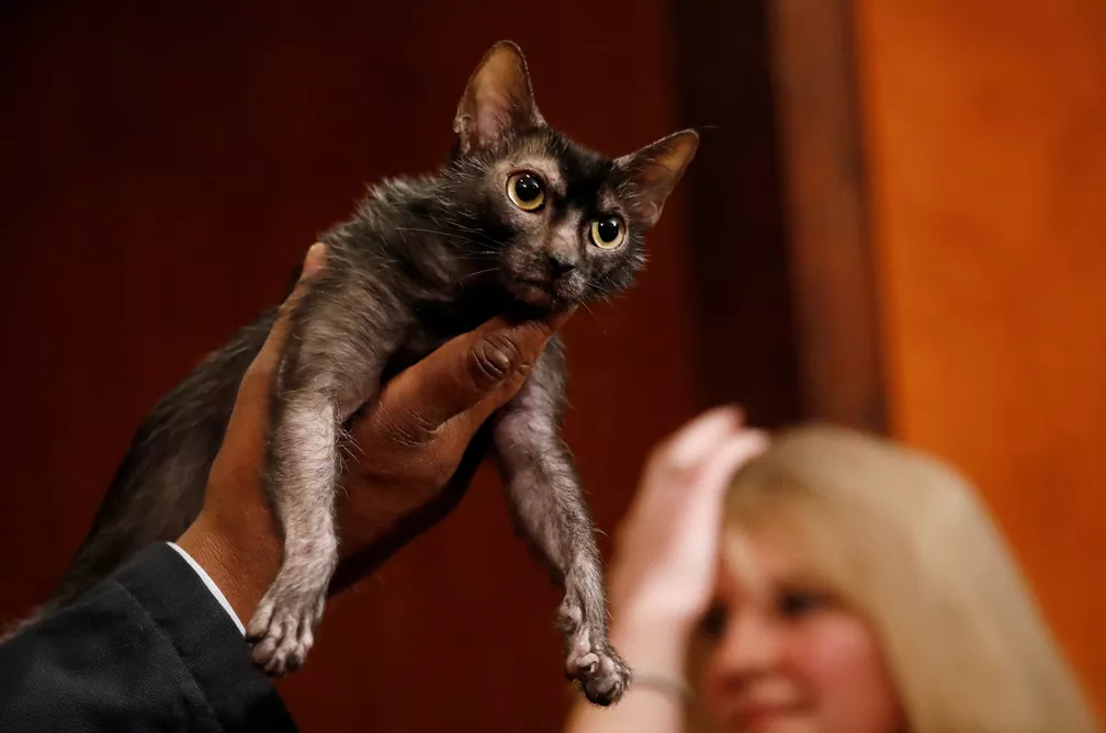 1. O Que é o Gato Lykoi? Conheça a Raça 