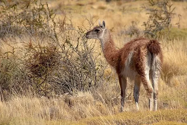 mamífero que vive no deserto