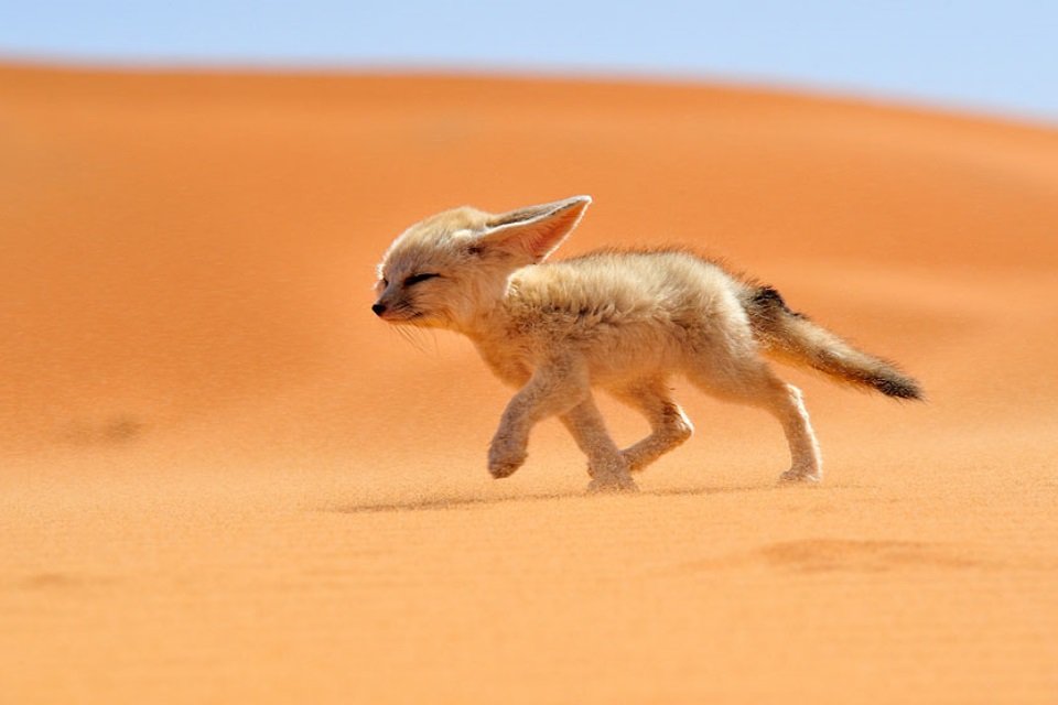 As Incríveis Adaptações do Camelo: Segredos da Sobrevivência no Deserto