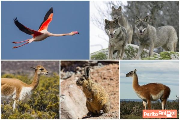 Órix e Gazelas: A Arte da Termorregulação em Antílopes do Deserto
