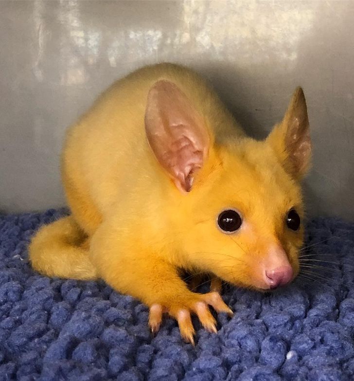 marsupial amarelo