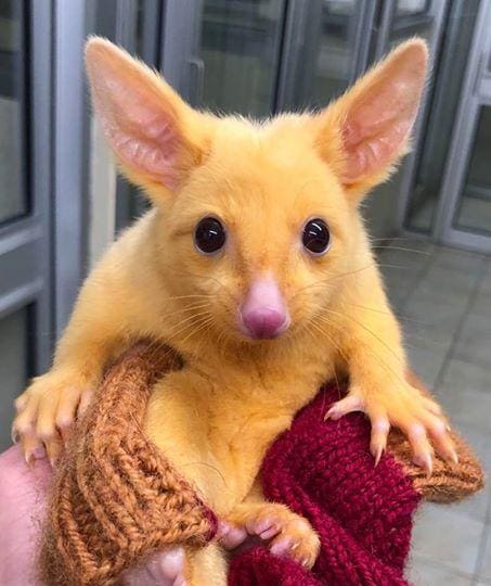 A Fascinante Biologia dos Marsupiais Amarelos Reais