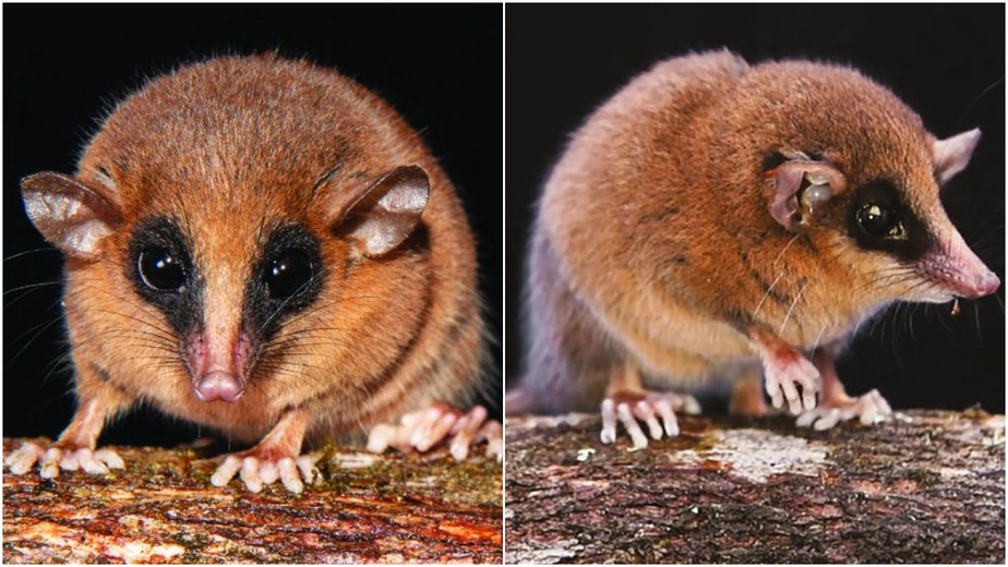 Descobrindo os Marsupiais Amarelos da América do Sul