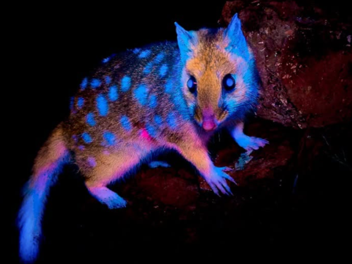 Diferenças Cruciais: Marsupilami vs. Marsupiais Autênticos