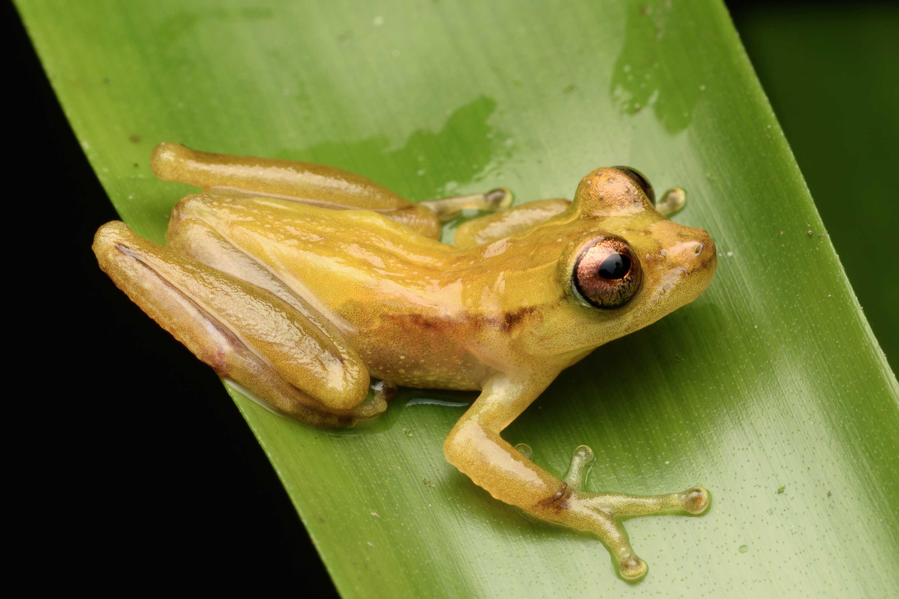 Descobrindo os Marsupiais Amarelos da América do Sul