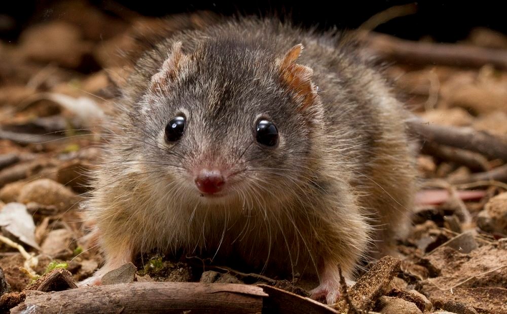 A Fascinante Biologia dos Marsupiais Amarelos Reais