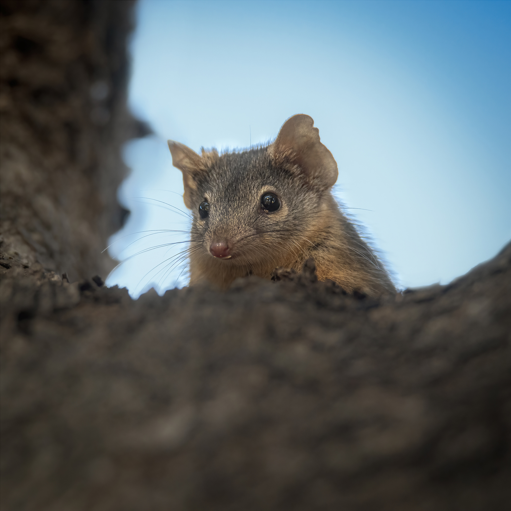 Marsupilami: Da Criação de Franquin à Cultura Pop