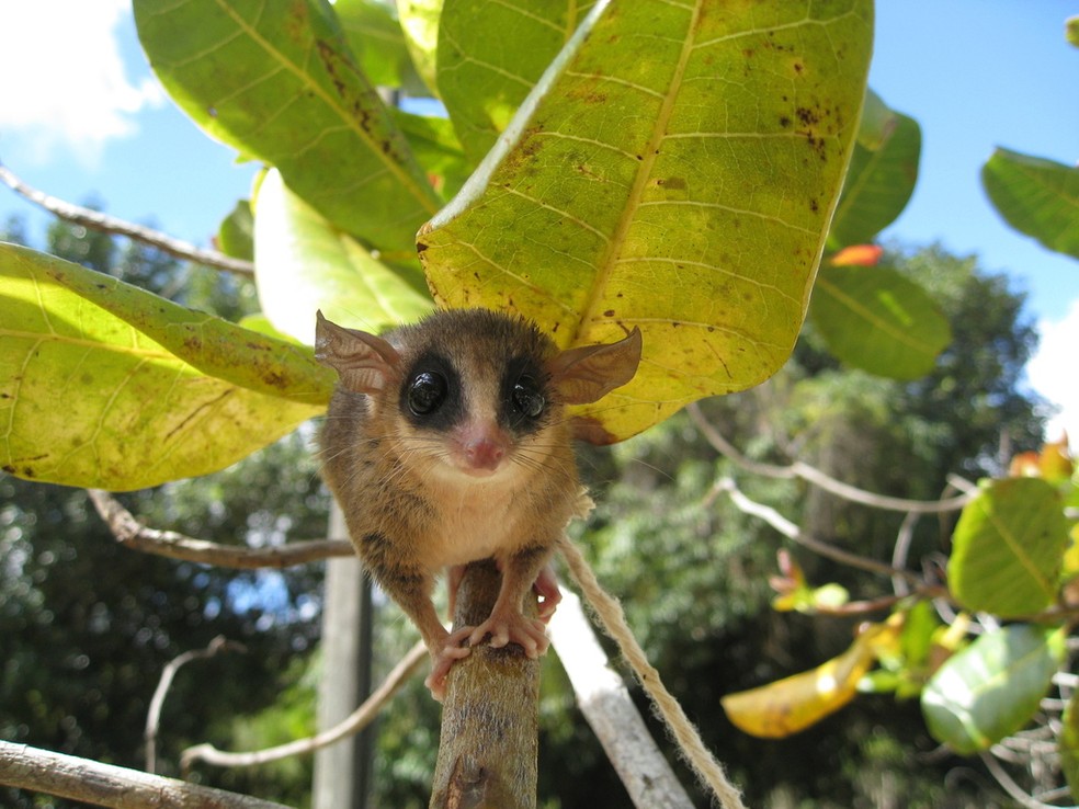 Guia Completo dos Marsupiais Australianos com Pelagem Amarela