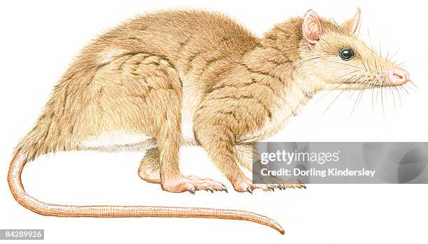 marsupial amarelo