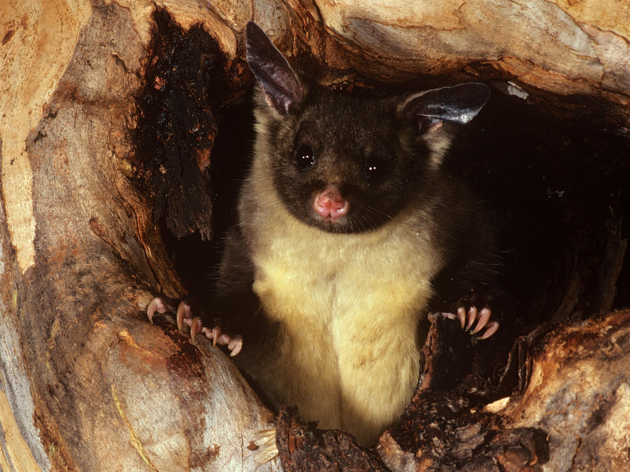 Guia Completo dos Marsupiais Australianos com Pelagem Amarela