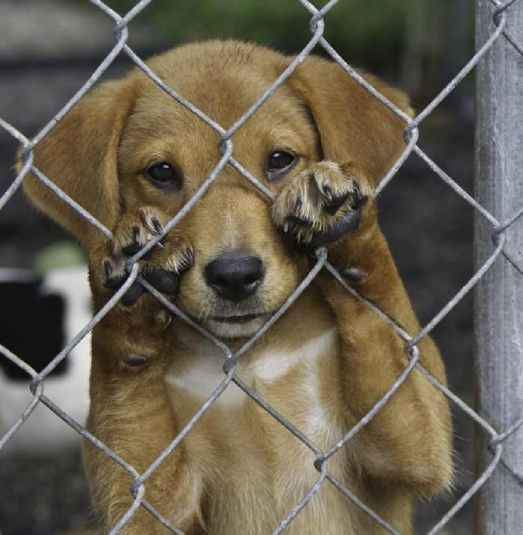 como denunciar abandono de animais