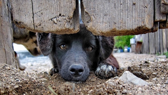 lei de proteção animal brasil