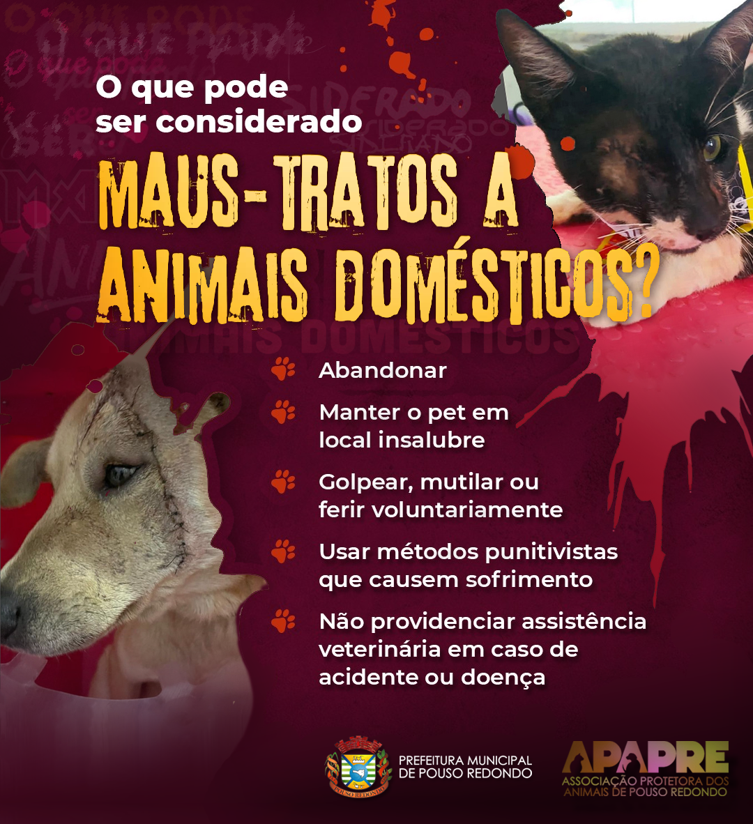 denúncia maus tratos animais pena