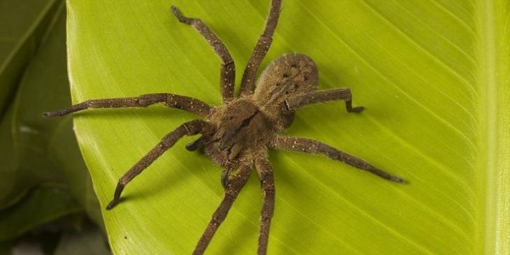 Dessensibilização para Aracnofobia: Técnicas e Benefícios