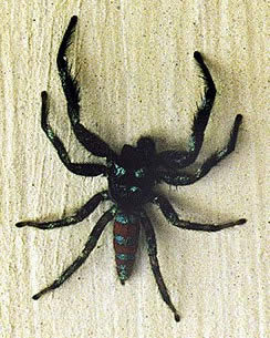 medo de aranha significado