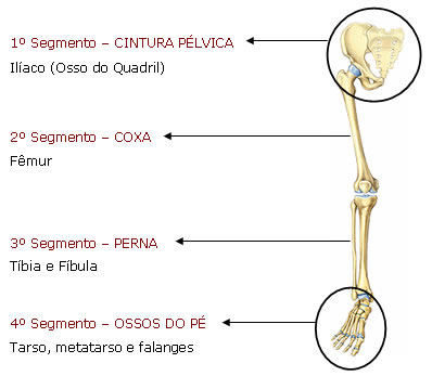 componentes dos membros inferiores
