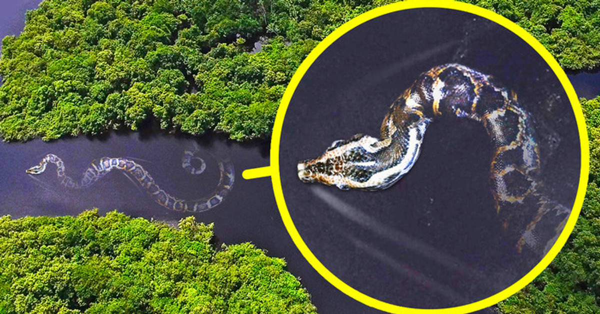 monstros da amazônia