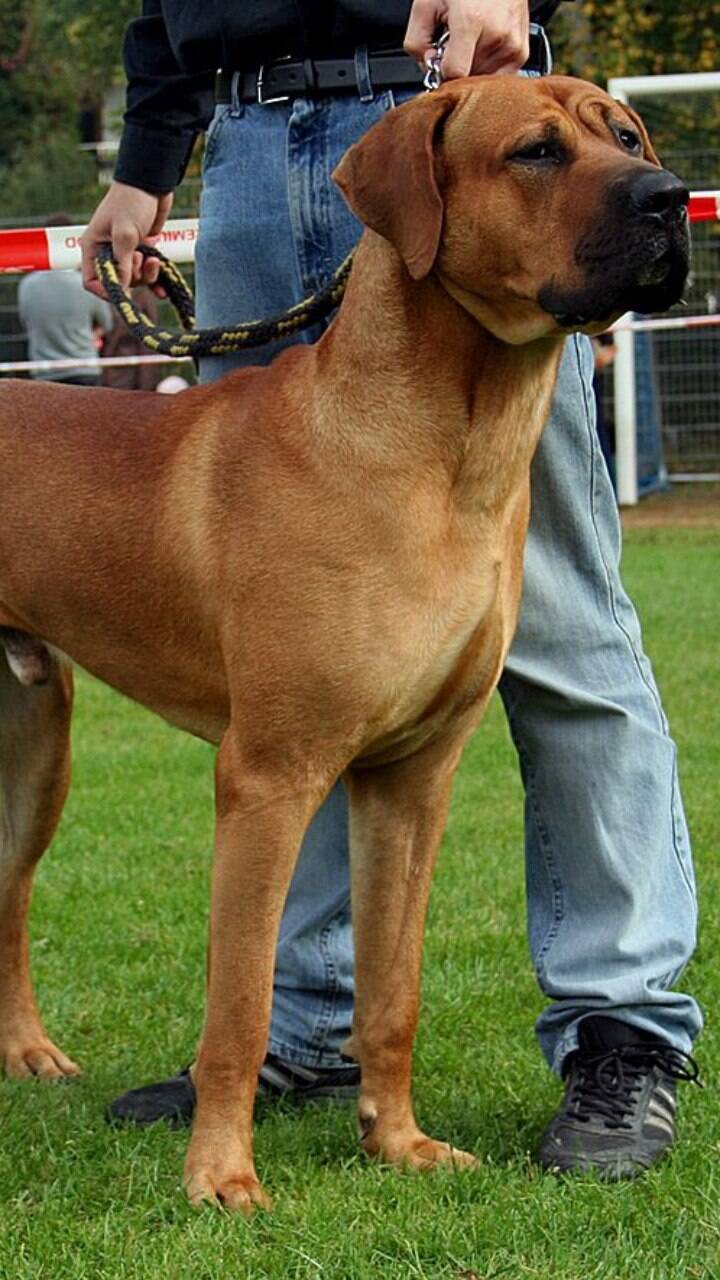 Fila Brasileiro: O Orgulho Nacional e Sua Mordida de Elite