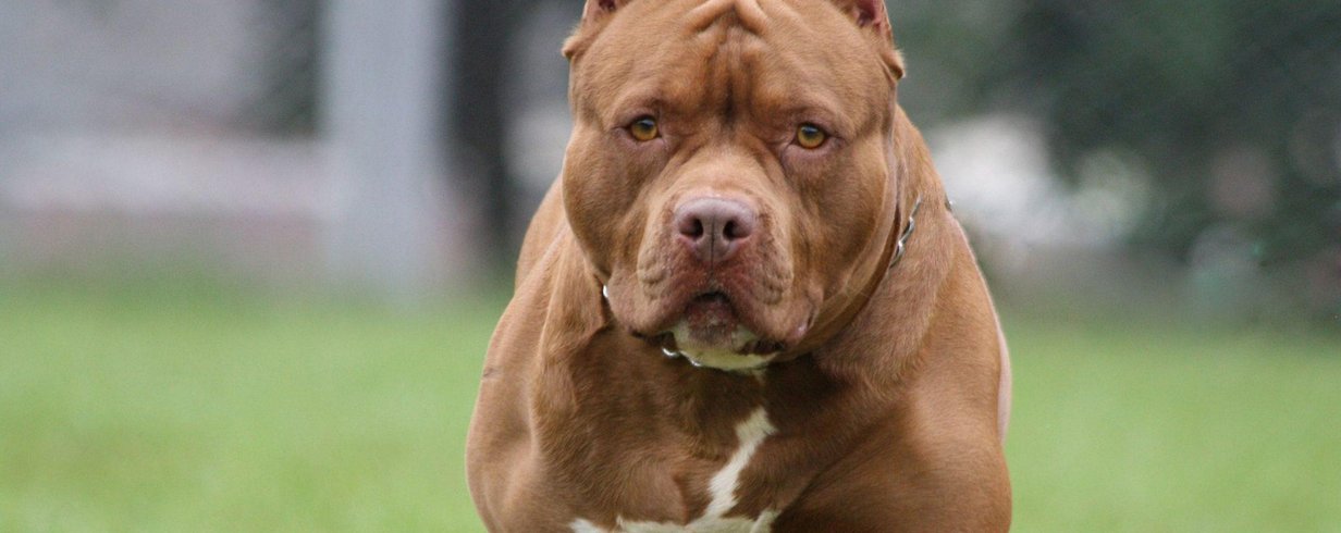 mordidas de cachorro mais forte