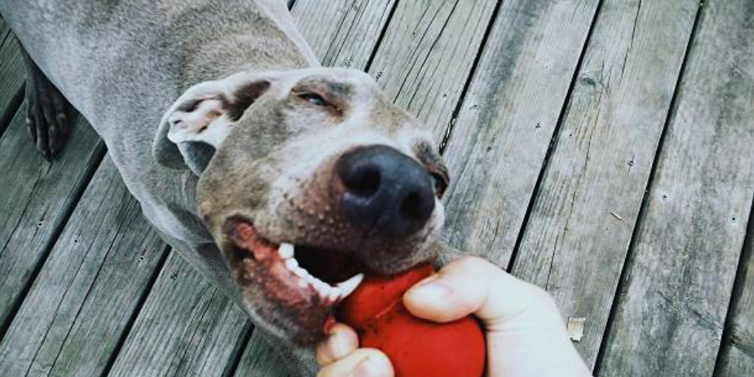 Além do PSI: Temperamento e Aptidões das Raças com Mordidas Poderosas