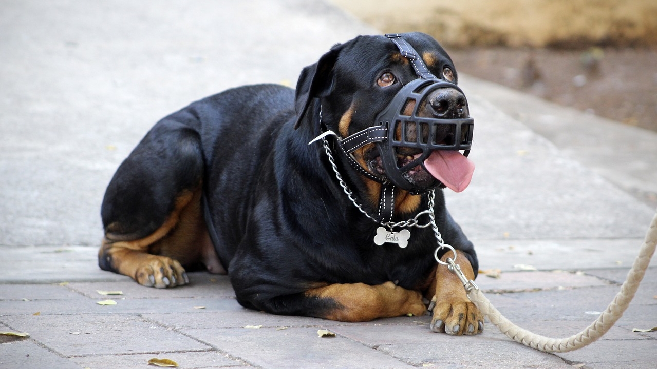 Fila Brasileiro: O Orgulho Nacional e Sua Mordida de Elite